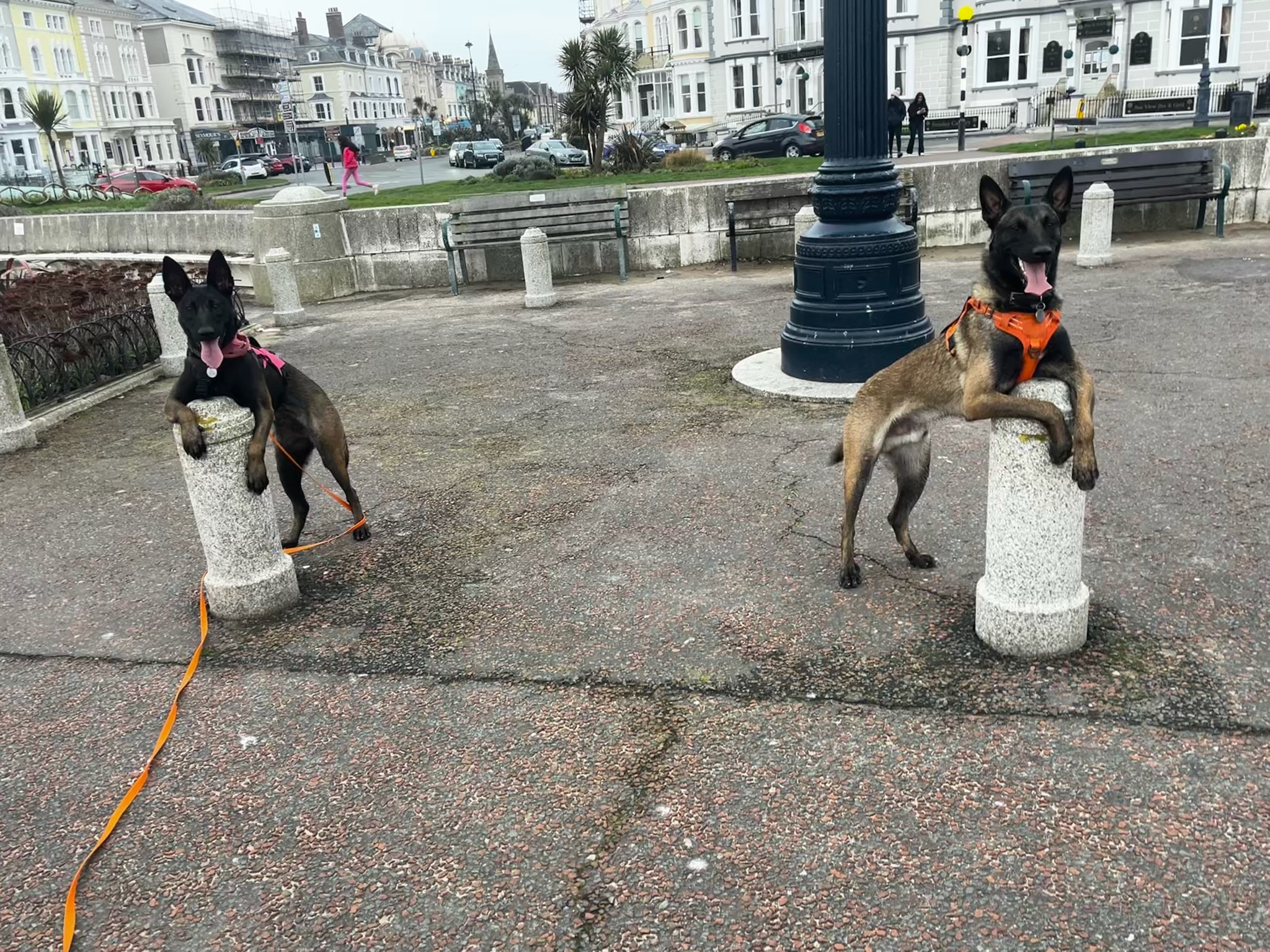 Why High-Drive Breeds?